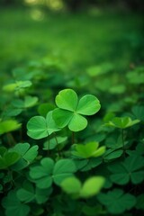 Fototapeta na wymiar Green clover leaves on a blurred background. Shallow depth of field.