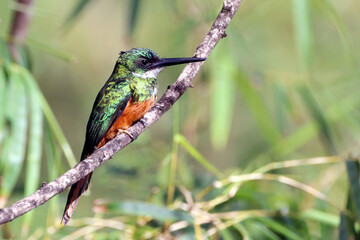 Rufous-tailed Jacamar (Galbula ruficauda), isolated, perched on a branch