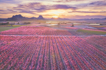 Aerial view of fields with blossoming peach trees, plum and nectarine trees fruit, mountain range...
