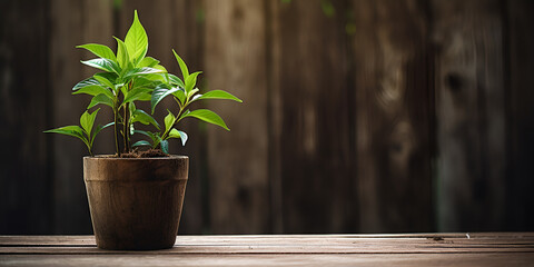 plant in a pot on the wooden background, green plant pot stock, generative AI