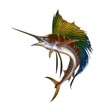 recommend clip art: Sailfish fish on white. Striped big marlin. Sports fishing in the open sea realistic isolated illustration.