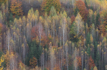 Autumn landscape of the colorful forest