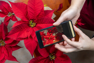 Closeup hands taking photo of red poinsettia with smartphone, capturing the beauty of bloom for...