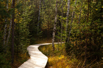 Wooden path through wetlands in National Park Sumava in autum - 678655307
