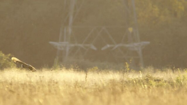 A short eared owl flying and hunting in beautiful evening light in a field in the UK