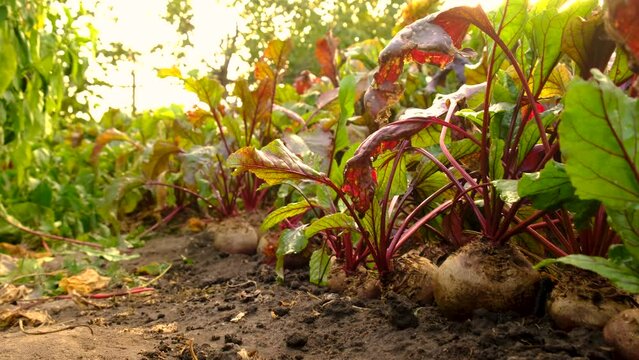 Beet harvest in the garden. Selective focus.