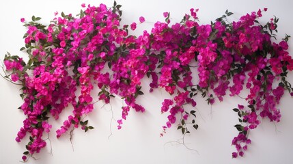 A vibrant bougainvillea vine, covered in papery pink and purple bracts, creating a striking display...