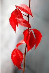 Wild Wine, creeper climbing plant, branch with red leaves in autumn, beauty of nature.