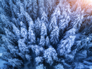 Aerial view of beautiful pine trees in snow in beautiful winter