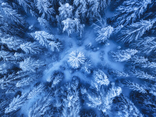 Aerial view of beautiful pine trees in snow in beautiful winter in blue hour. Top view from drone of snowy forest at dusk. Colorful landscape with trees in hoar. Snowfall in woods. Wintry woodland