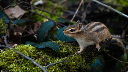 squirrel in the forest