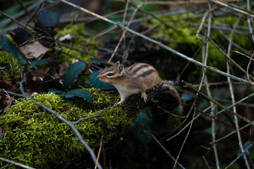 an invasive siberean chipmunk in a belgian forest