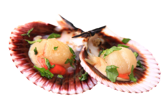 Fresh shell scallop isolated on white background isolated