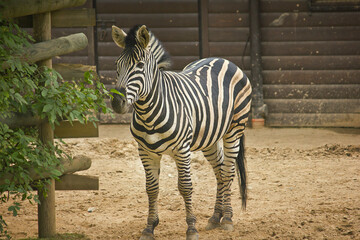 Close-up of a zebra in a zoo enclosure