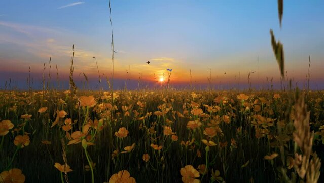 The silhouette of butterflies gracefully fluttering over tall timothy grass and buttercups in a field at sunrise.