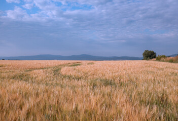 Obraz premium A field of barley ready for harvest.