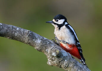 Female great spotted woodpecker (Dendrocopos major) perched on the trunk of a fig tree. Adult woodpecker looking at the camera in the forest with vibrant colors. Wild bird in nature background image.