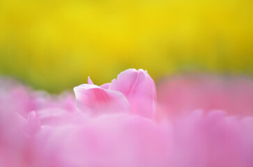 Tulipa gesneriana, a tulip field at spring, hk