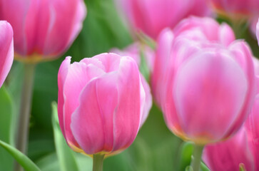 Tulipa gesneriana, a tulip field at spring, hk