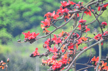 Cotton Tree, the spring nature at hong kong