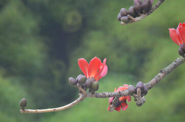 Cotton Tree, the spring nature at hong kong