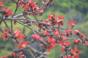 Cotton Tree, the spring nature at hong kong