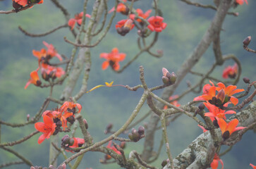 Cotton Tree, the spring nature at hong kong