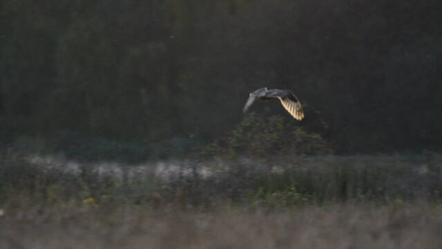 A short eared owl flying and hunting in beautiful evening light in a field in the UK