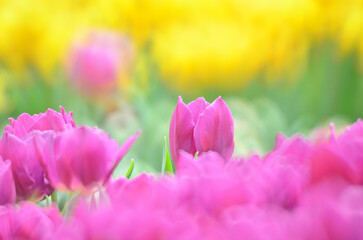 Tulipa gesneriana, a tulip field at spring, hk