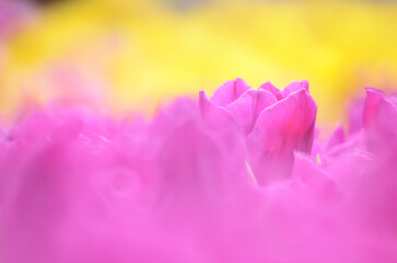 Tulipa gesneriana, a tulip field at spring, hk