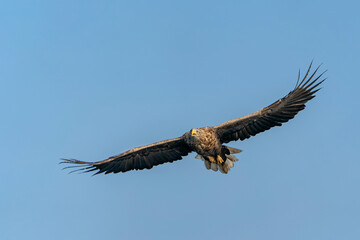 white tailed eagle (Haliaeetus albicilla) in flight. Oder delta in Poland, europe. Blue sky background. Copy space.                                                                              