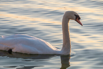 Fototapeta premium Beautiful View Of A Graceful Swan In Lake
