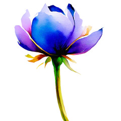 blue rose flower