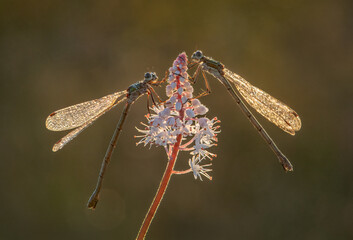Emerald Damselflies
