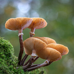 Honey Fungi