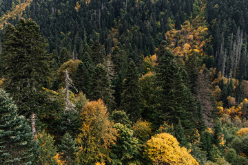 autumn forest texture top view