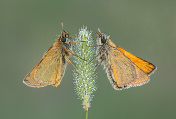 Small Skippers