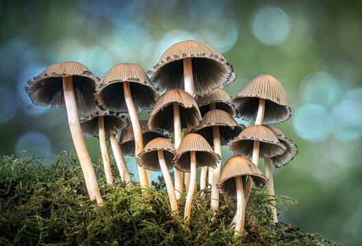 Glistening Ink Caps