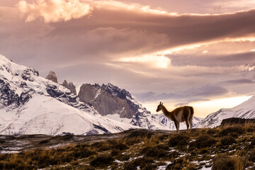 Mountain landscape environment, Torres del Paine National Park, Patagonia, Chile.