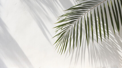 palm leaves and shadow on white concrete wall