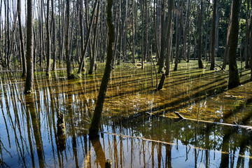 forest with trees flooded with water in a swampy area