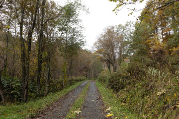 Fototapeta premium path in the woods