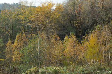 autumnal forest landscape