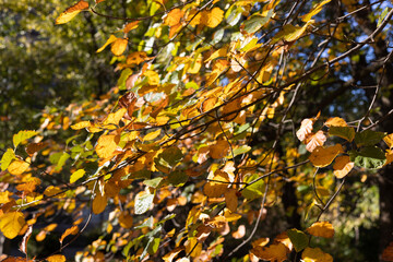Yellow autumn leaves on tree branches