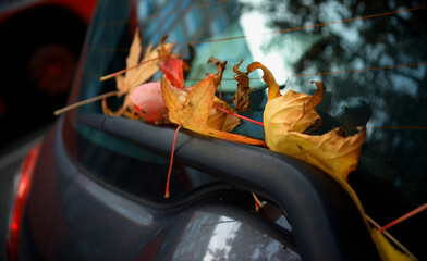 Yellow autumn leaves stuck in the windshield wiper of a black car - 678669381