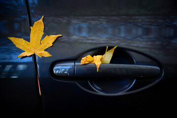 Yellow autumn leaves stuck in the door handle of a black car - 678669393