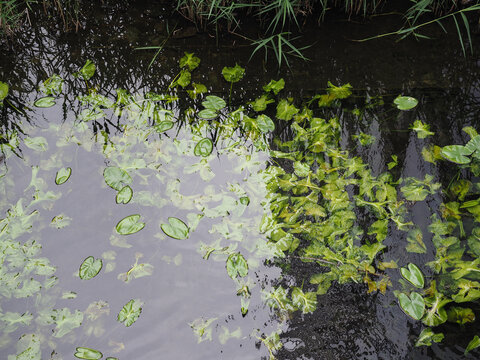 water plants in a pond