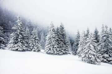 Fototapeta na wymiar snow covered fir trees magical Christmas background