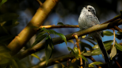 Longtailed tit on a branch