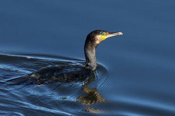 Portrait of a great cormorant (Phalacrocorax carbo) swimming in the river. Large black water bird looking for fish. Side view of a great black cormorant swimming in smooth blue water. Lugo, Spain.
